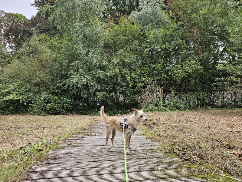 paroxysmale dyskinesie hond paroxysmale dyskinesie hond