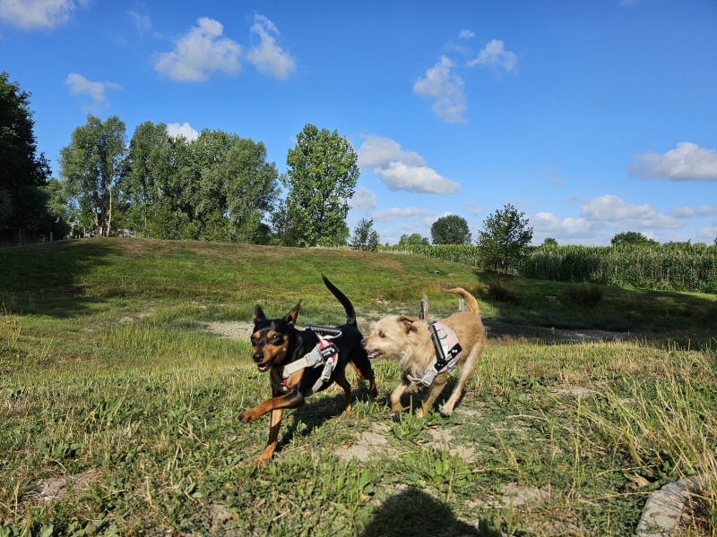 Paroxysmale dyskinesie vs epilepsie bij honden Paroxysmale dyskinesie vs epilepsie bij honden