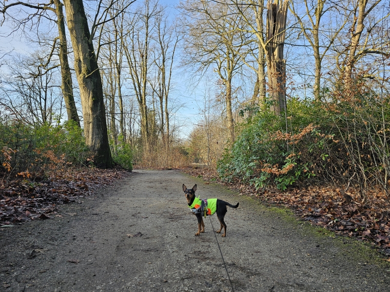 Peerdsbos Brasschaat wandelroute met hond