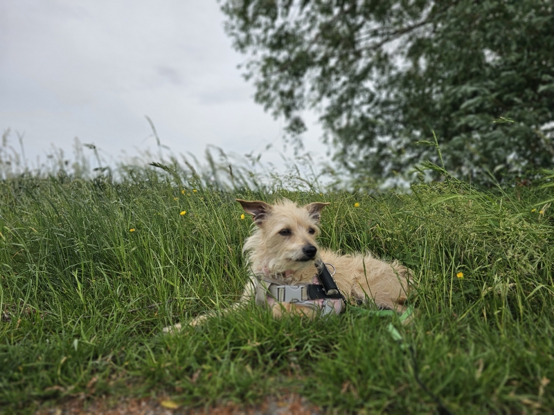 Pittem wandelroute