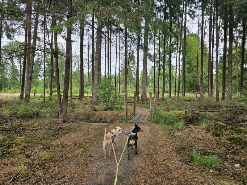 plankenpad spier honden