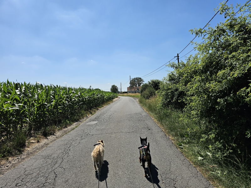 Poeke, Aalter wandelen met hond langs de velden