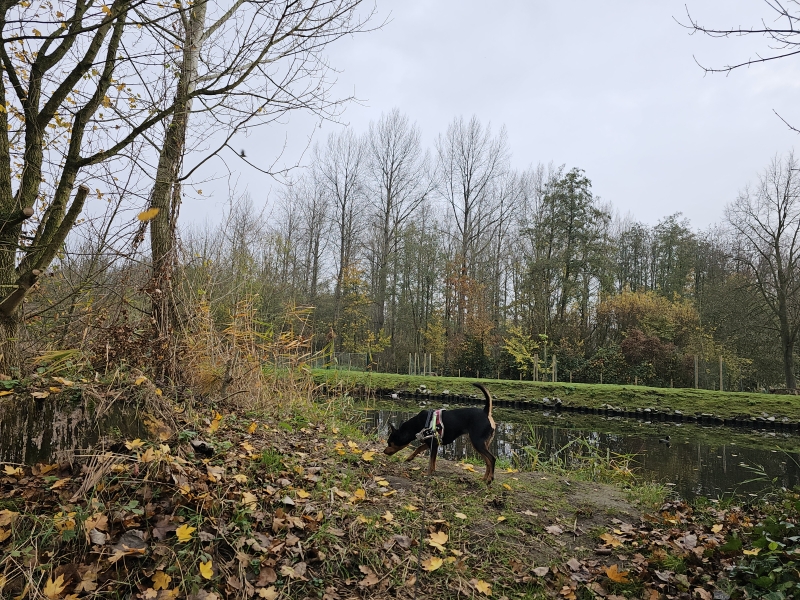 Puyenbroeck Wachtebeke wandelroute met hond