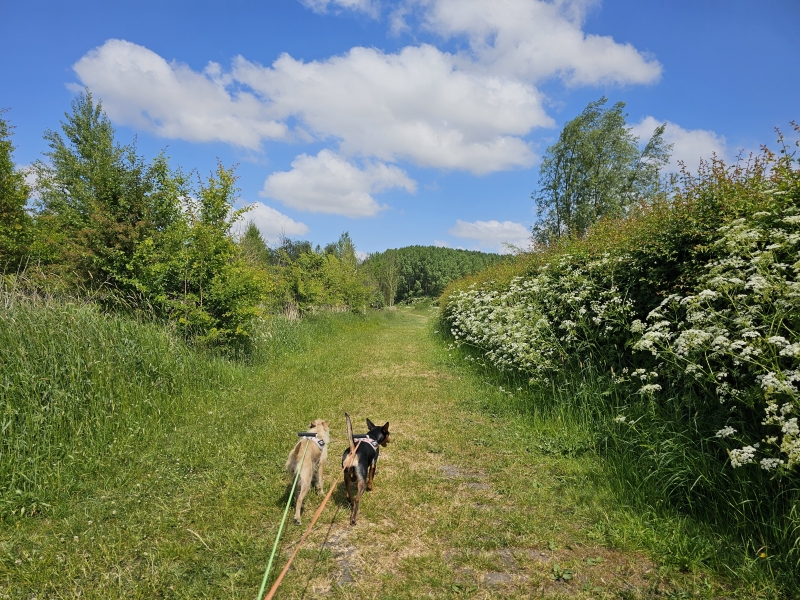 Rhodesgoed bos in Izegem wandelroute met honden