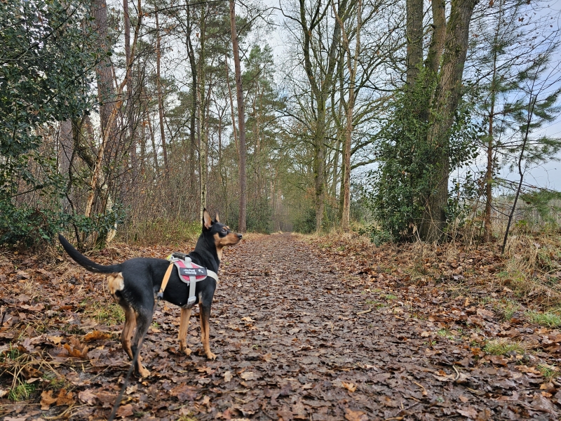 Rode beekvallei wandelroute door het Koersels Kapelleke in Beringen Rode beekvallei wandelroute door het Koersels Kapelleke in Beringen
