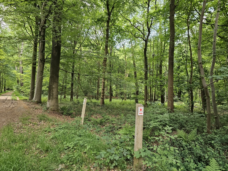Rode en gele wandeling door het Wijnendalebos