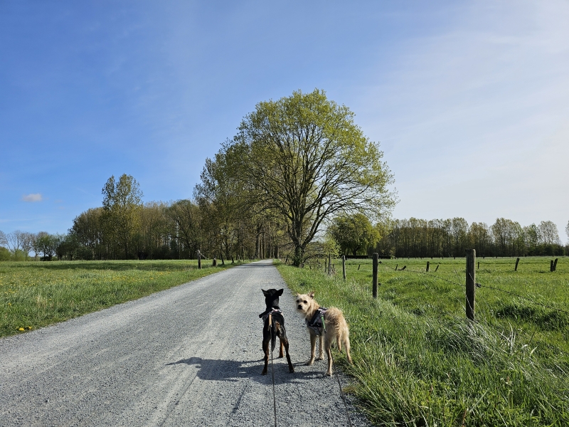 Rode wandelroute door de Scheldemeersen in Merelbeke-Melle van 15,31 kilometer Rode wandelroute door de Scheldemeersen in Merelbeke-Melle van 15,31 kilometer
