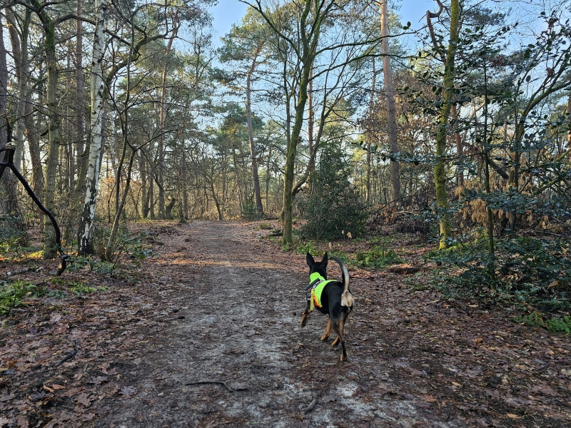 Roestelberg Kaatsheuvel wandelroute met hond los