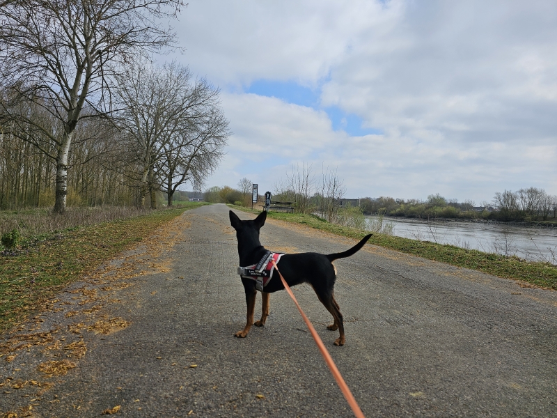 rolstoeltoegankelijk wandelen met hond in Grembergen, Dendermonde in het Waasland