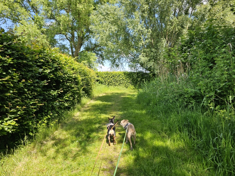 Rolstoelvriendelijke boswandeling met hond in het Merelbos in Emelgem