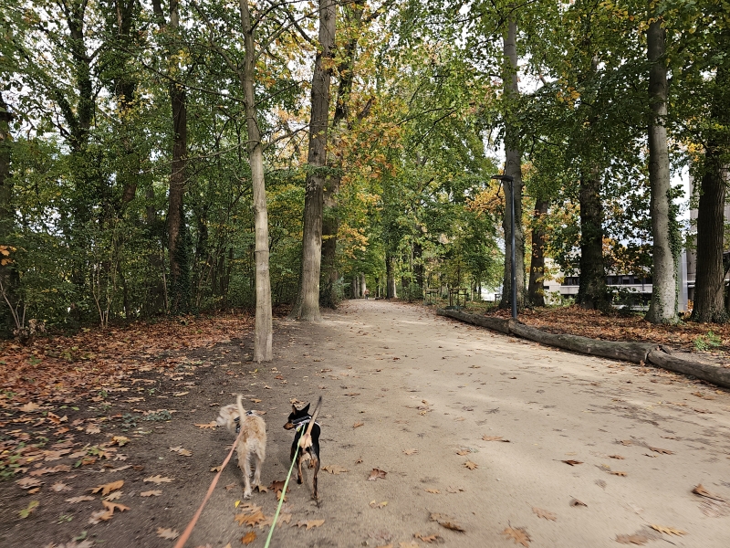 Rolstoelvriendelijke stadswandeling met hond in Lier: het Timmermanspad Rolstoelvriendelijke stadswandeling met hond in Lier: het Timmermanspad