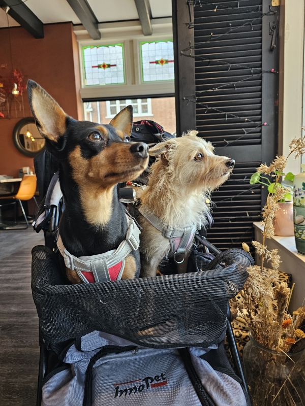Rolstoelvriendelijke uitstapjes in Friesland met hond