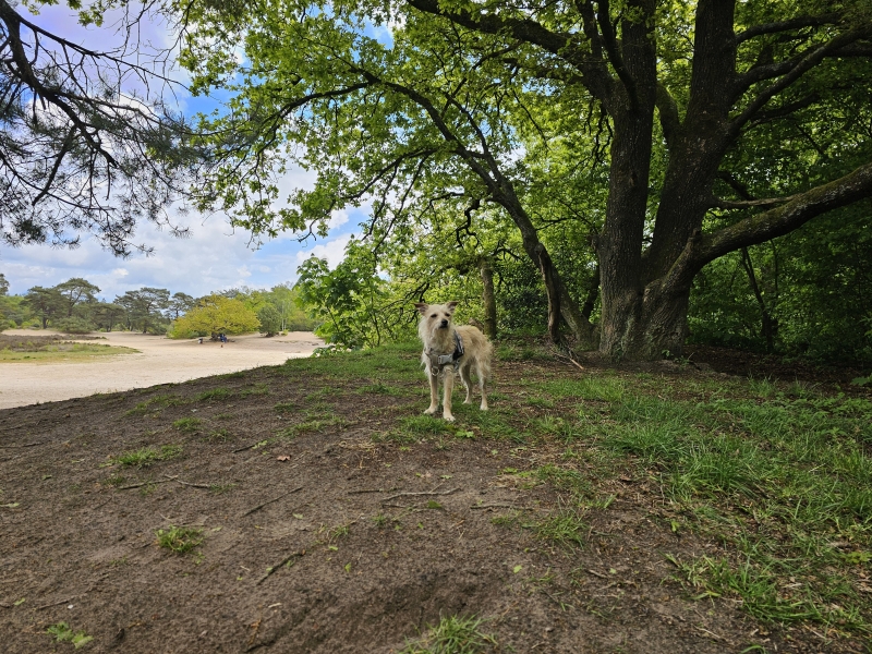 Rolstoelvriendelijke wandeling door de Bakkeveense duinen in Friesland met hond los