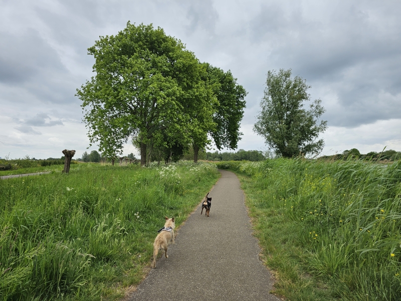 Rolstoelvriendelijke wandeling met hond in Noord-Brabant, Nederland