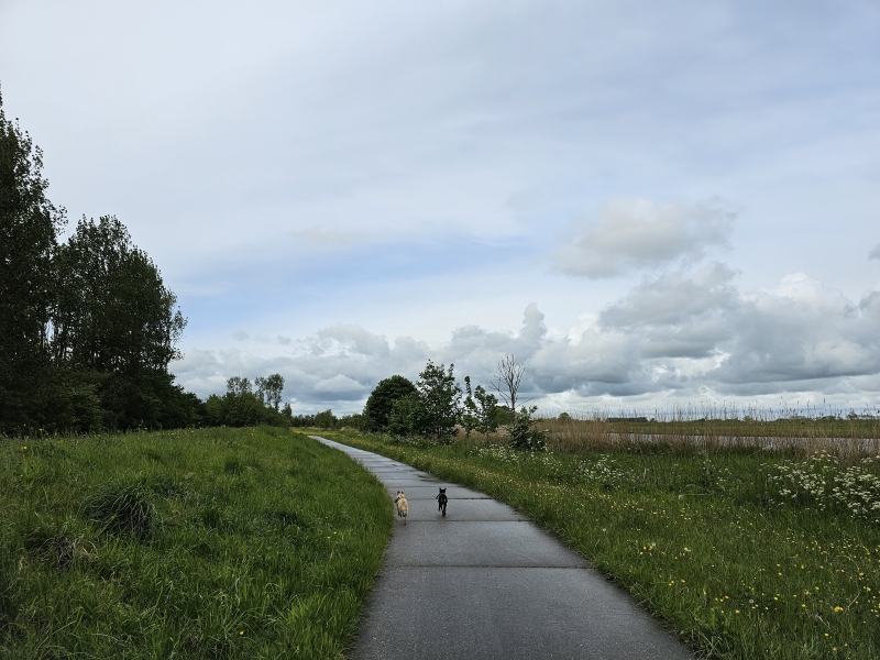Rolstoelvriendelijke wandeling met hond los in Kollumerwaard Kollumerpomp in Friesland Nederland