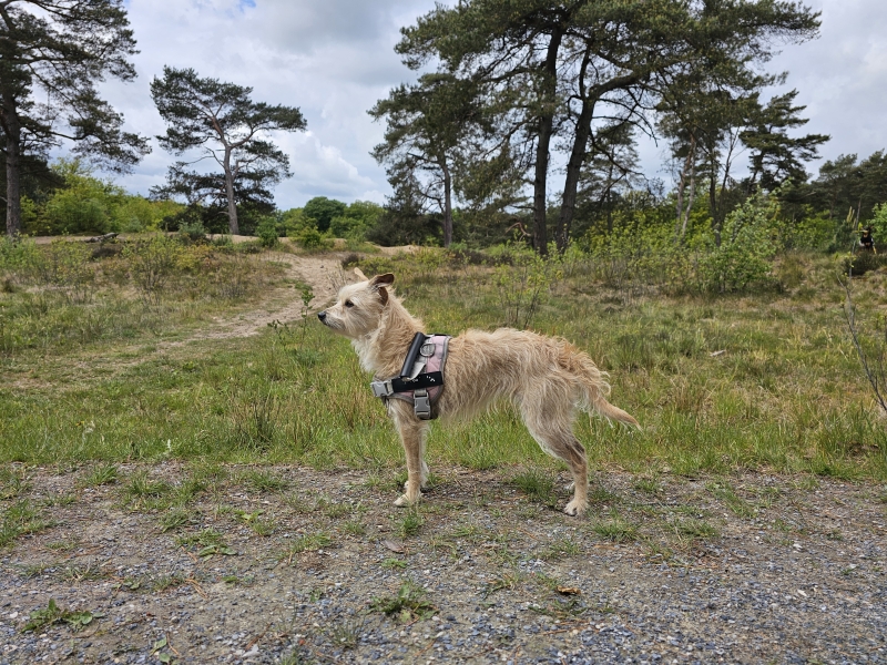 Rolstoelvriendelijke wandeling van 1,5 km door de Bakkeveense Duinen in Friesland, Nederland met hond