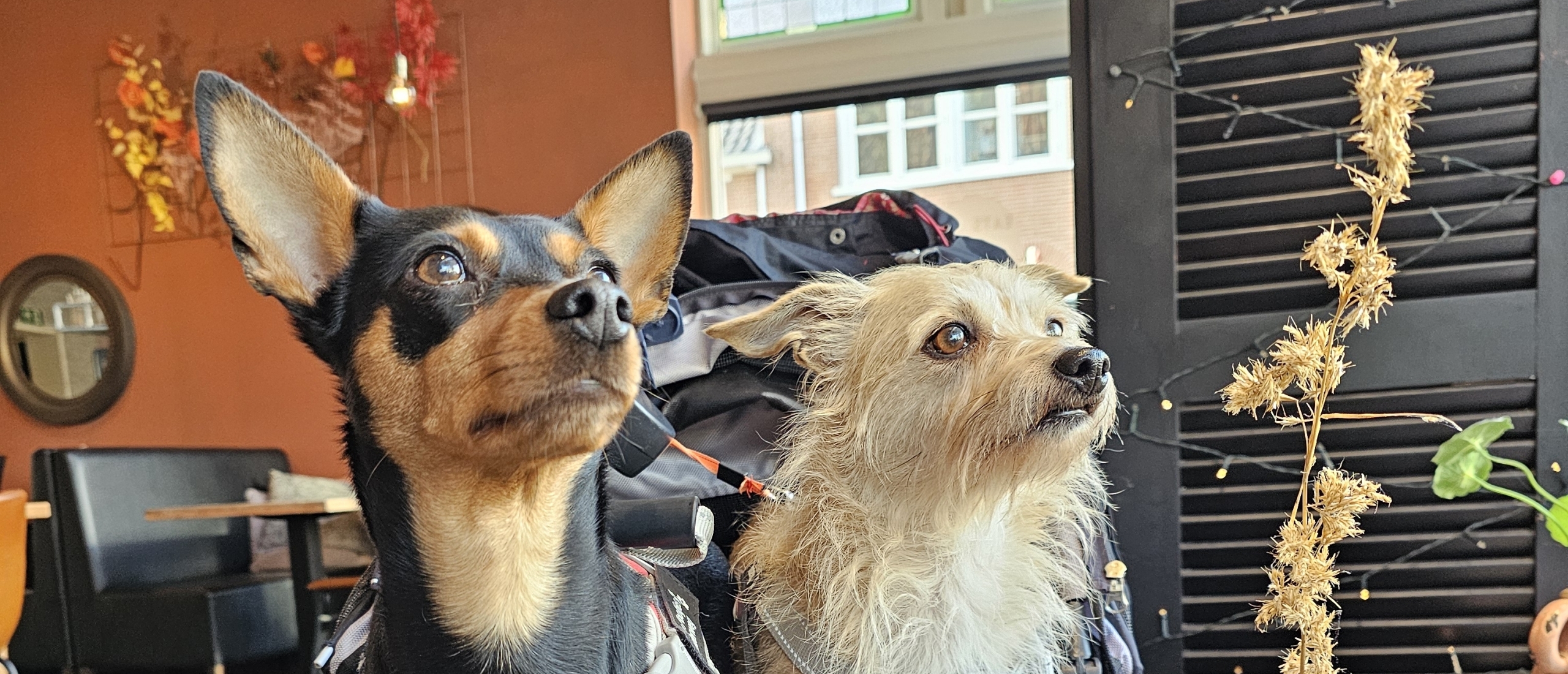 Rolstoelvriendelijke wandelingen in Friesland: 10 plekken waar hond én baasje welkom zijn