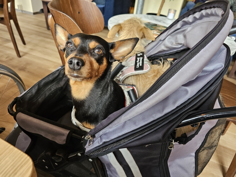 Rolstoelvriendelijke wandelingen in Friesland met hond, rolstoel en buggy