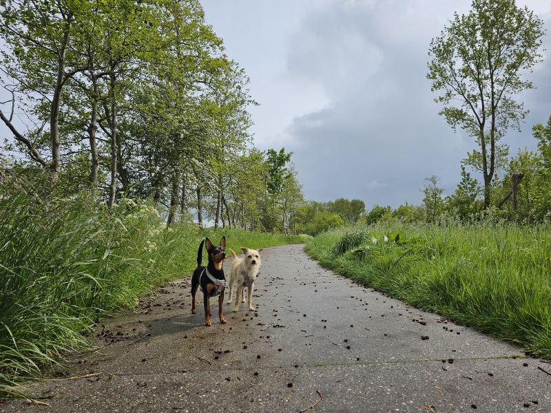 Rolstoelvriendelijke wandelingen met hond in Friesland, Nederland