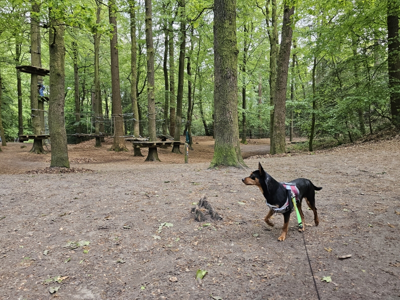 Rolstoelvriendelijke wandelroute door het bos in Appelscha, Friesland Rolstoelvriendelijke wandelroute door het bos in Appelscha, Friesland