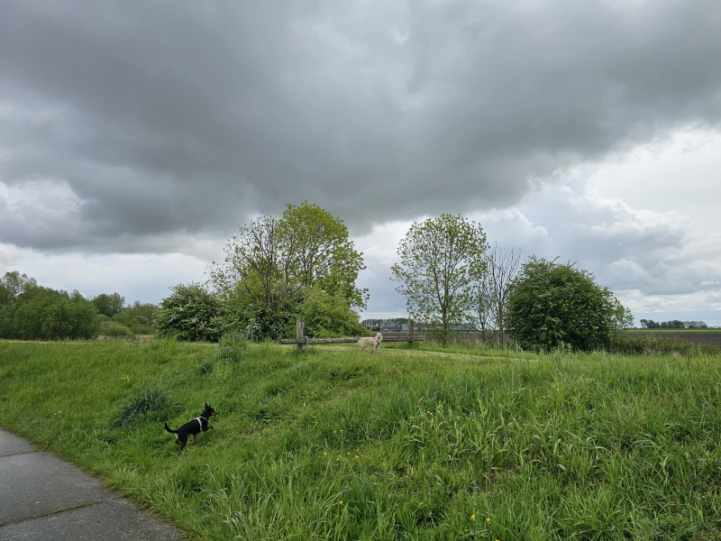 Rolstoelvriendelijke wandelroute met hond los in Kollumerwaard, Kollumerpomp in Friesland