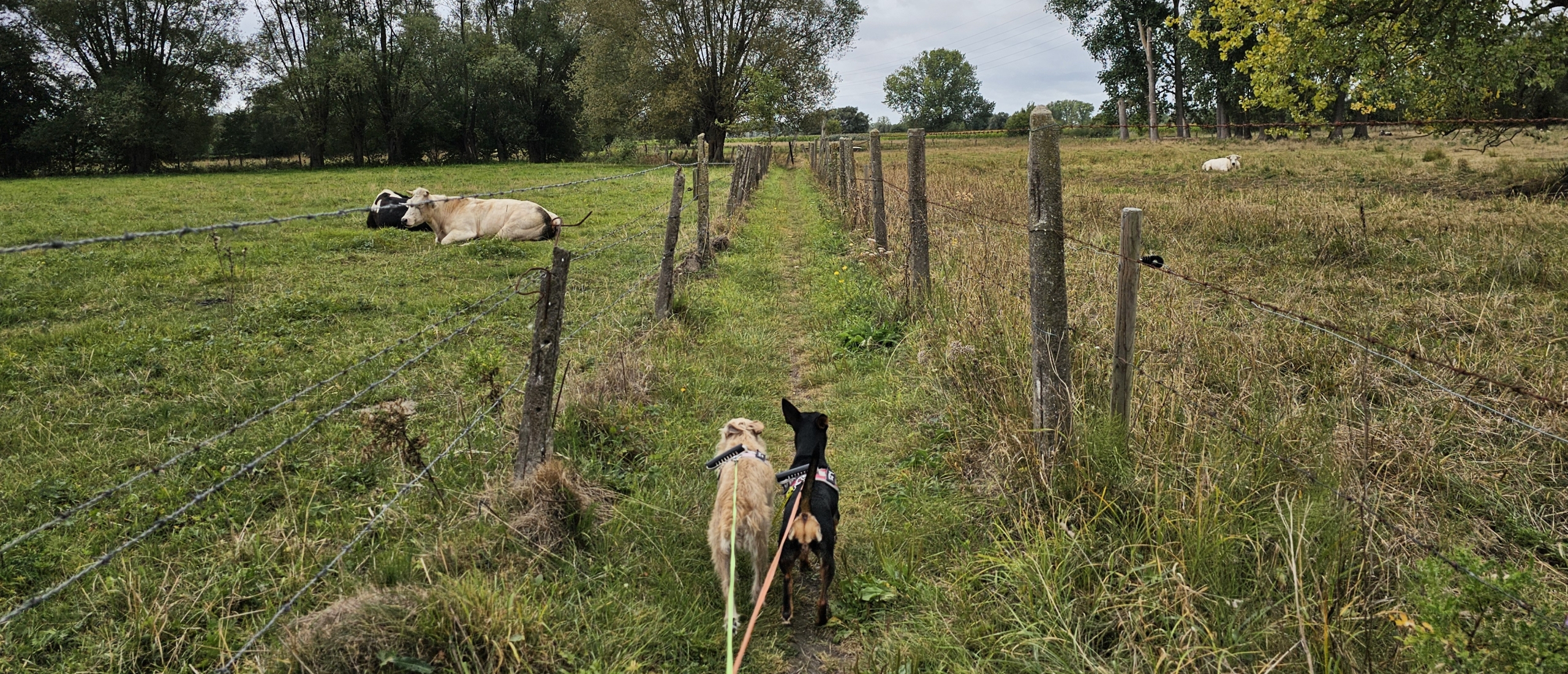 Rondom Belle wandelroute over trage wegen tussen de velden in Denderbelle, Lebbeke met honden