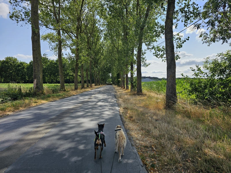 Ruiselede wandelen met hond wingene
