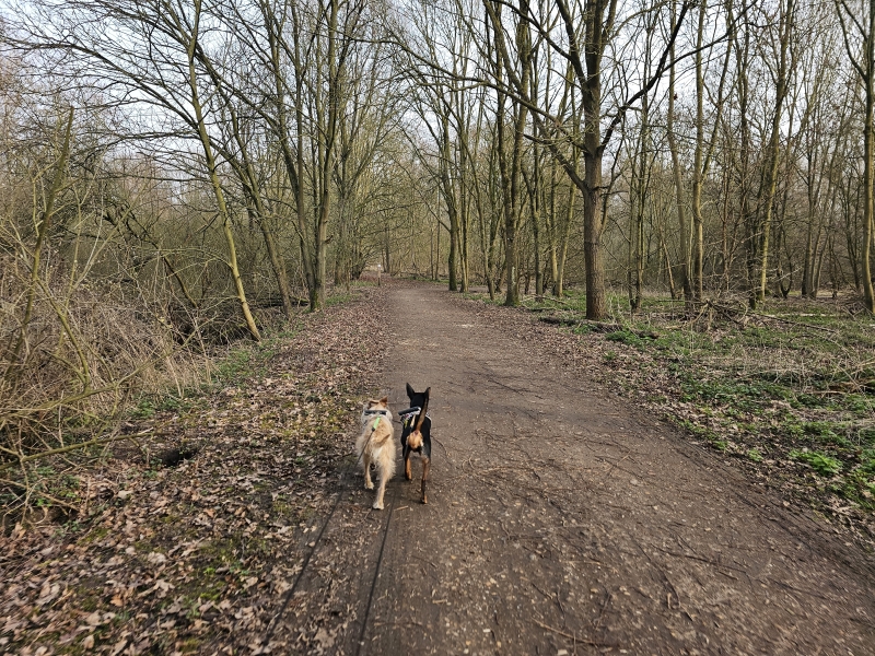 Rumst boswandeling met hond Rumst boswandeling met hond