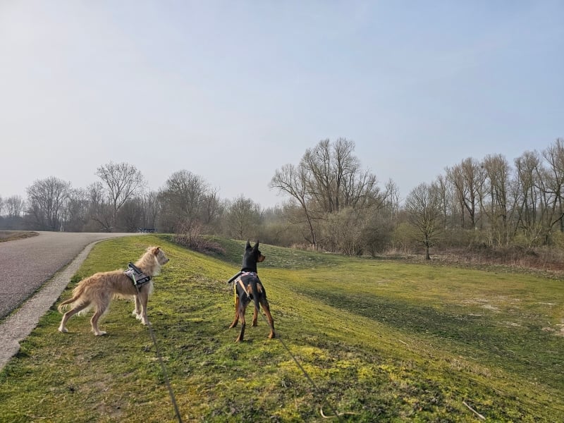 Rumst Oude Netearm Rumst Oude Netearm