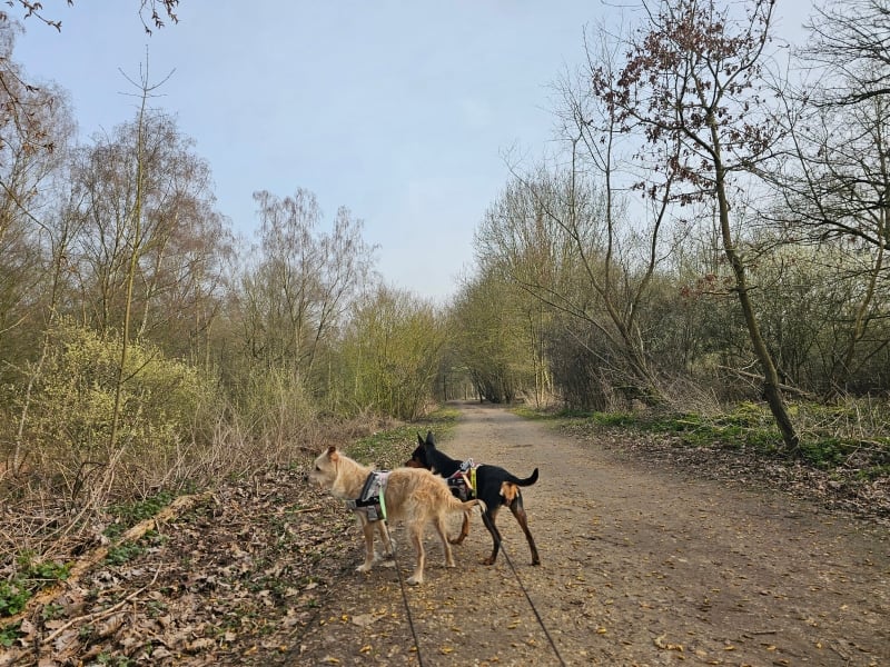 Rumst wandelen met hond langs de Oude Netearm Rumst wandelen met hond langs de Oude Netearm