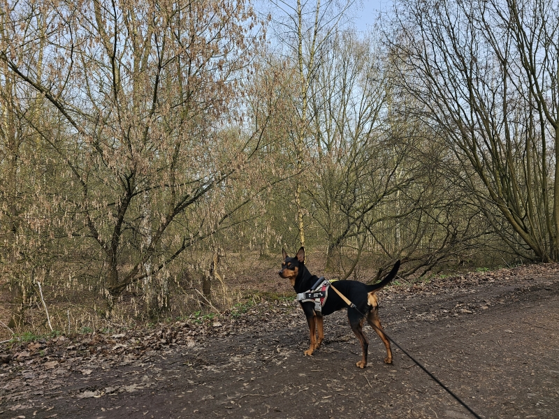 Rumst wandelroute met honden Rumst wandelroute met honden