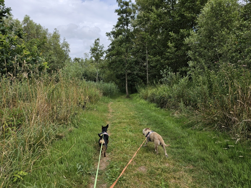 Rupelmonde wandelen met hond