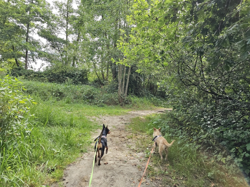 Rupelmondse Kreekroute