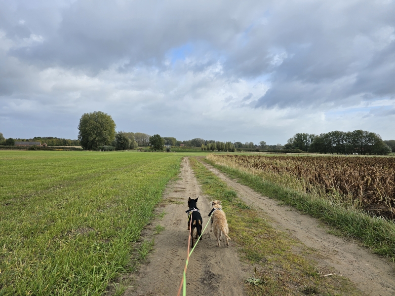 Rustige wandeling met hond in Massemen, Wetteren