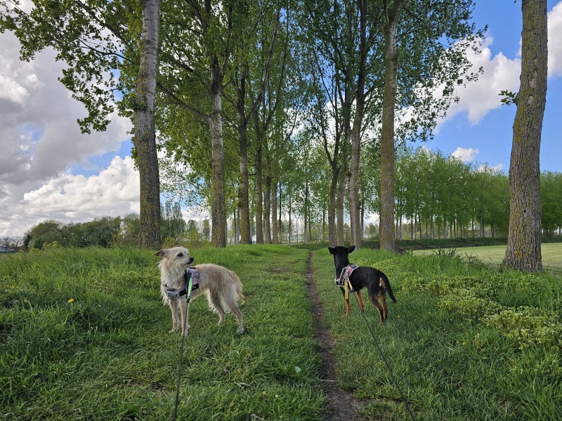Saleghem wandelroute in Meerdonk, Sint-Gillis-Waas in het Waasland met hond