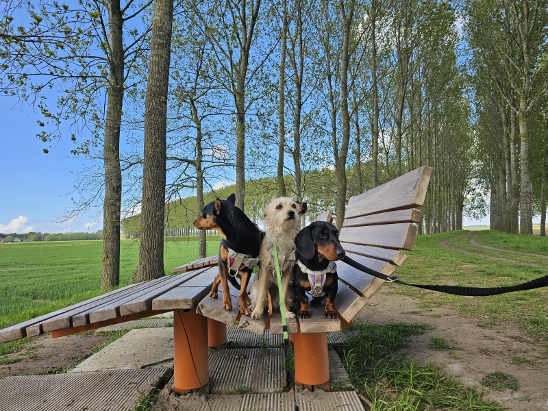 Saleghem wandelroute in Silt-Gillis-Waas in het Waasland