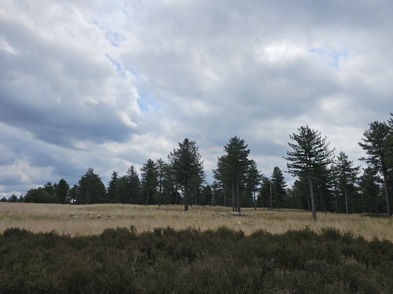 Schapen op het wandelpad De Mier in de Kalmthoutse Heide in Nederland