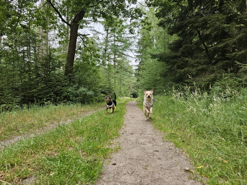 Schoonloo boswandeling honden los