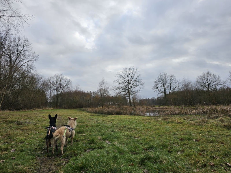 Schulpeer Graafweide in Vorselaar Schulpeer Graafweide in Vorselaar