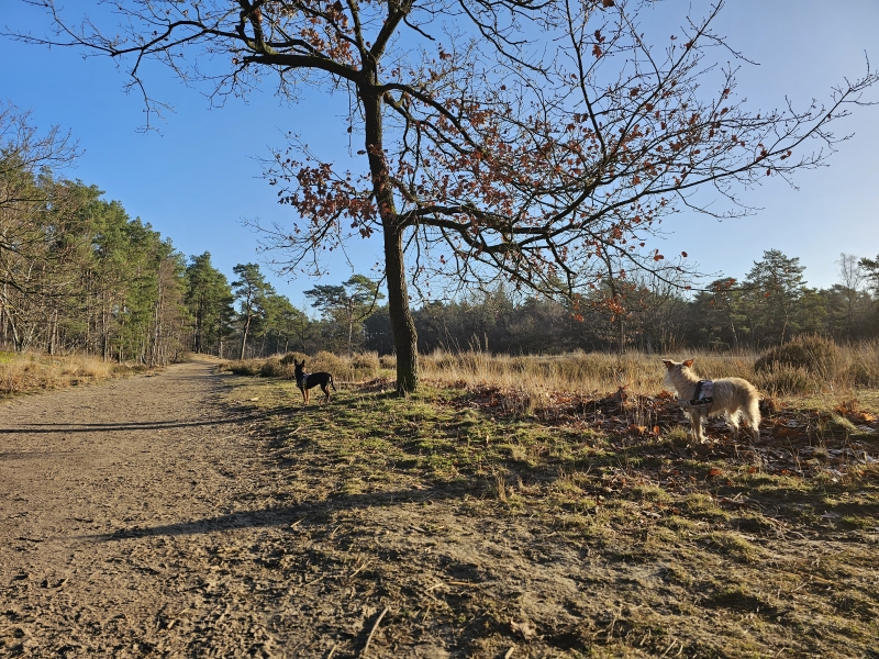 Seterse Bergen losloopgebied Oosterhout wandeling met hond