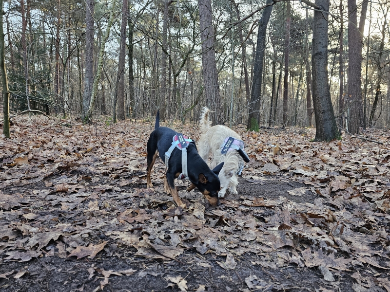 Seterse Bergen met hond los wandelen Oosterhout Dorst