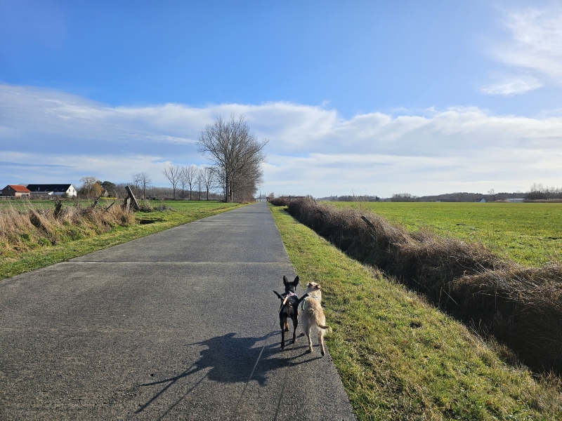 Sint-Katelijne-Waver wandelen met hond