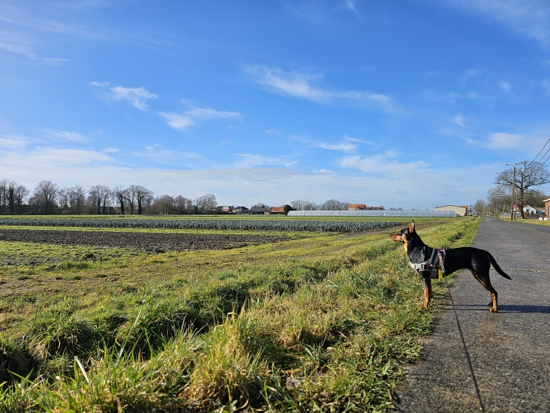 Sint-Katelijne-Waver wandelen met hond langs de velden