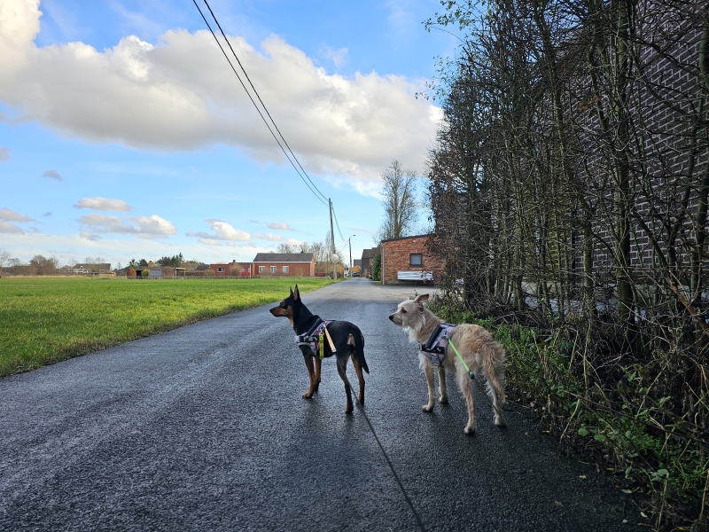 Sint-Katelijne-Waver wandelen met hond Waverwoudpad
