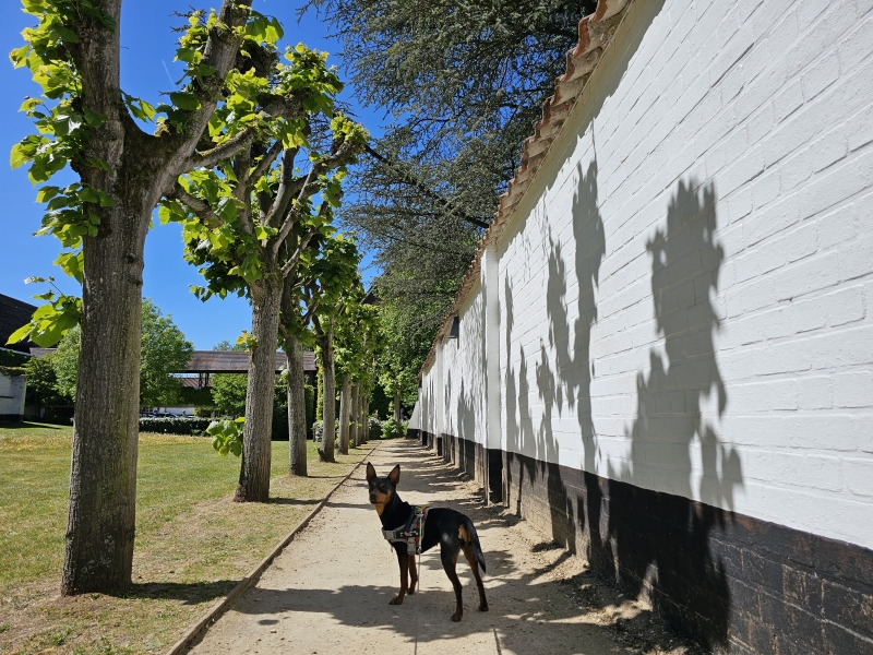 Sint-Martens-Latem wandelroute met hond Sint-Martens-Latem wandelroute met hond