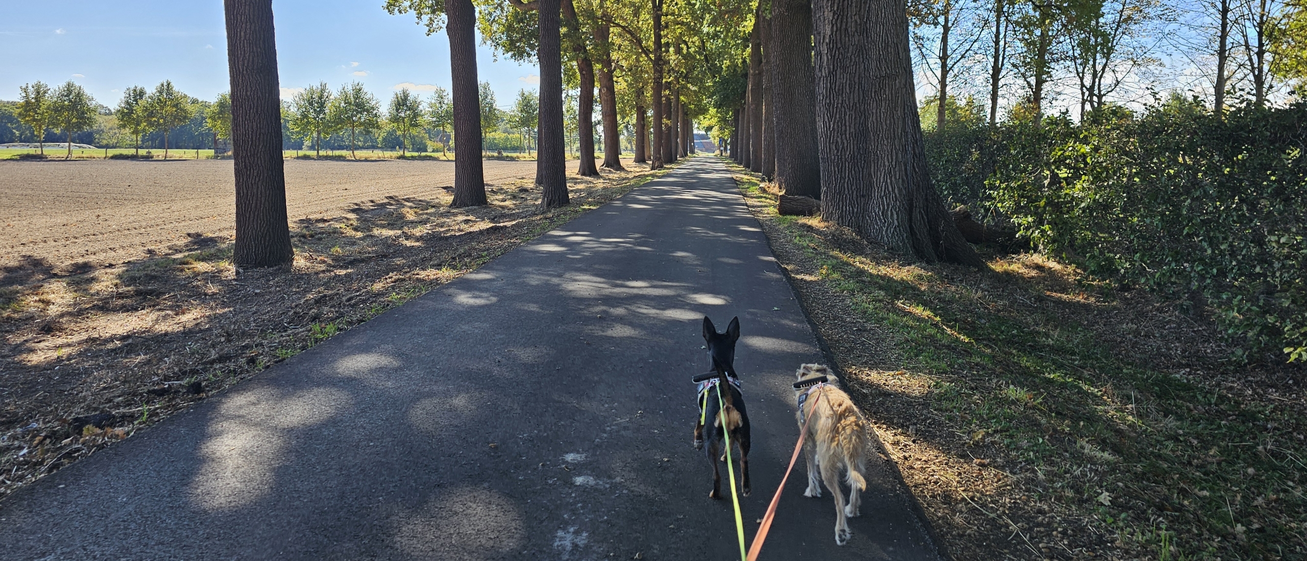 Solhofwandeling in Aartselaar wandelroute met hond