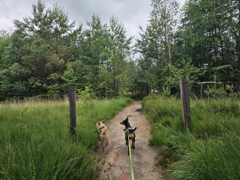 Spier plankenpad met hond