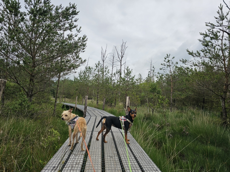 spier wandelen plankenpad