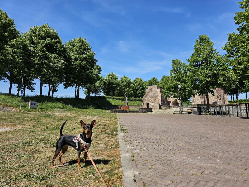 Stadswandeling met hond in Hulst: de Bollewerckpoorte (ook wel de Dobbele Poort of Keldermanspoort genoemd)
