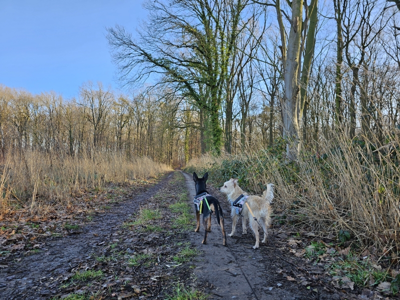 Steentjebos in Boortmeerbeek wandelroute